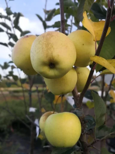 "Apfel "Golden Delicious" Busch, im 10L-Container image"