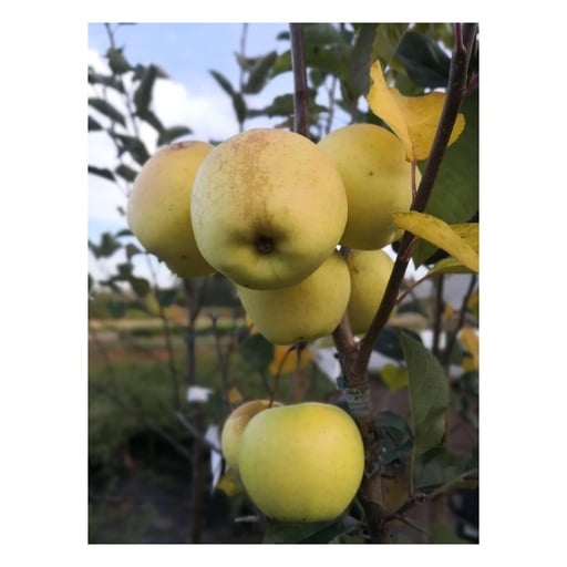 "Apfel "Golden Delicious" Busch, im 10L-Container image"
