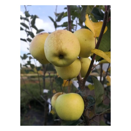 "Apfel 'Golden Delicious' (Malus domestica) – winterhartes Obstgehölz, als Busch, im 10-L-Container image"