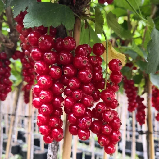 "Johannisbeere rot "Rolan" Busch, im 3,5L-Container image"