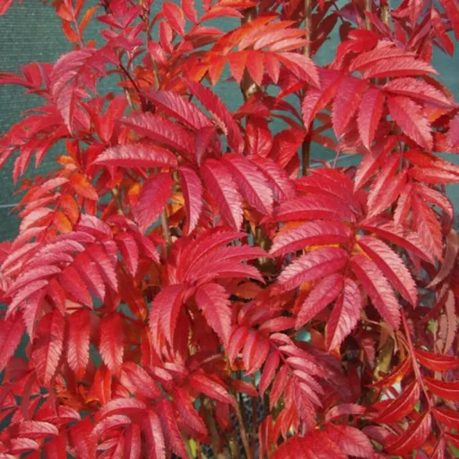 Eberesche Autumn Spire, 7 L Topf, 80-100 cm
