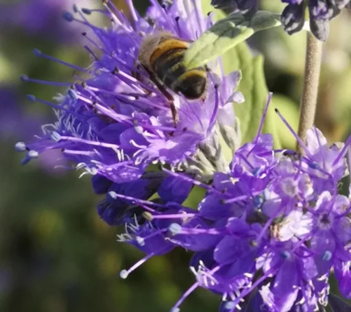 "Bartblume Heavenly Blue - Caryopteris clandonensis - 7.5 L Topf 40-60 cm image"