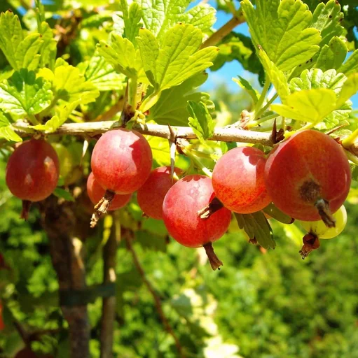 "Stachelbeere rot "Hinnonmäki" Hochstamm, im 4L-Container image"