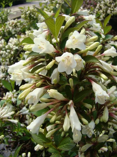 "Zwergweigelie 'Black and White' (Weigela) – winterharter Blütenstrauch, 7,5-L-Topf, Höhe ca. 30 cm image"