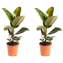 Aufblühender Gummibaum - Ficus Elastica Robusta - Groß - 50-60Cm - 2 Stück