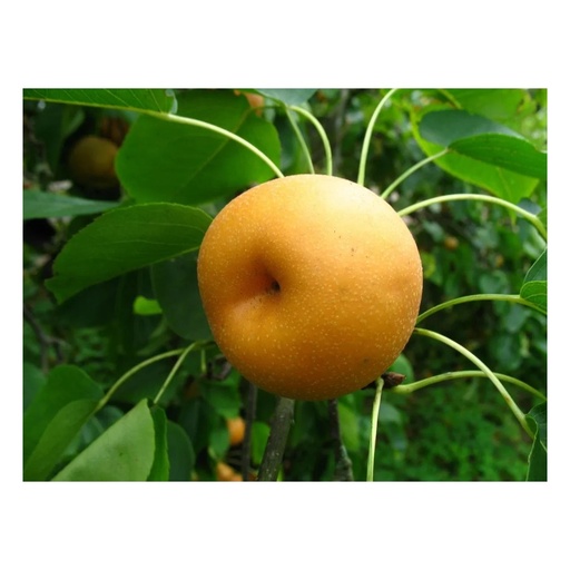 "Nashibirne 'Kosui' (Pyrus pyrifolia) – winterharter Obstbaum, als Busch, im 10-L-Container image"