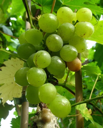 "Weinrebe "Glenora", 3,5L-Container image"