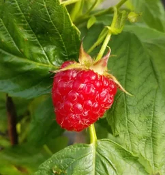 Himbeere 