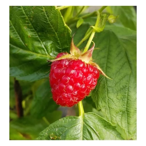 "Himbeere "Aroma Queen", 3,5L-Container image"