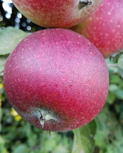 "Apfel "Ingrid Marie" Busch im 10L-Container image"