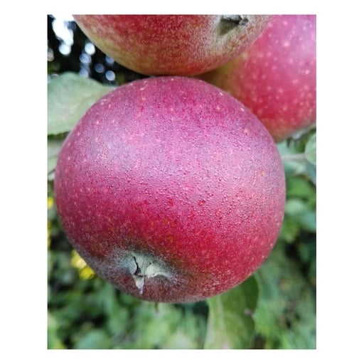 "Apfel 'Ingrid Marie' (Malus domestica) – winterhartes Obstgehölz, als Busch, im 10-L-Container image"