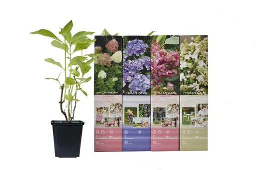 "Aufblühendes Set aus 4 Hortensien 30 - 40 cm image"