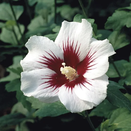 "Garteneibisch Helene - Hibiscus syriacus - 7.5 L Topf 70-80 cm image"