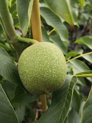 "Walnuss "Lara", 10L-Container image"