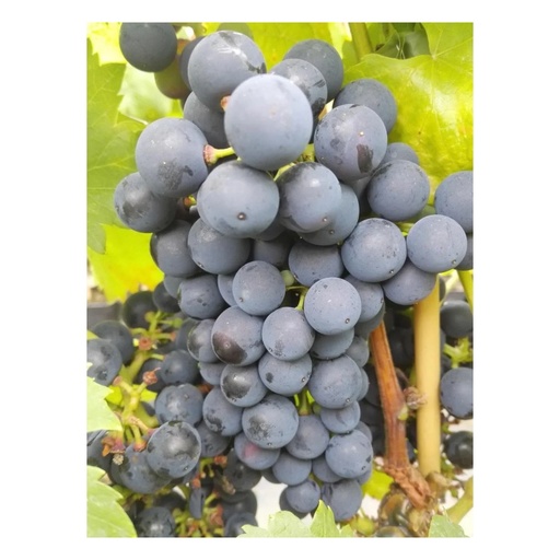 Weinrebe Regent, 5L-Container