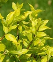 Kornelkirsche Aurea - Cornus mas - 12 L Topf 80-100 cm