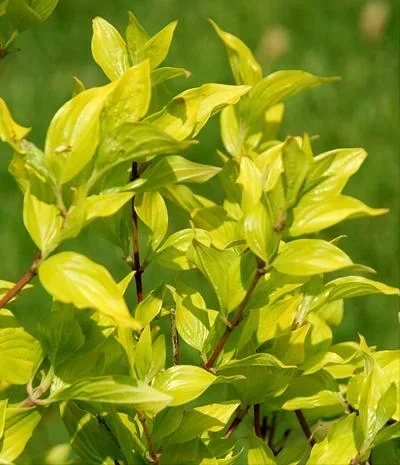 "Kornelkirsche Aurea - Cornus mas - 12 L Topf 80-100 cm image"