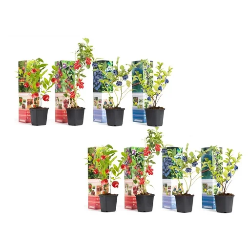 "Bloem-up Vitamin-Pflanzen-Mix - 8 Stück ( 2x Goji-Beere, Honig-Beere, Blau-Beere & Granatapfel) image"