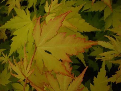 Gelblaubiger Fächerahorn Orange Dream