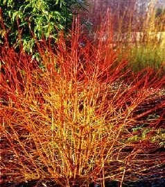 "Hartriegel rot Midwinter Fire - Cornus sanguinea - 7.5 L Topf 70-80 cm image"