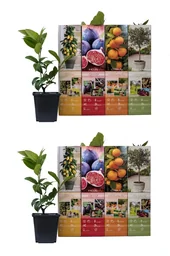 Aufblühendes Set aus 8 mediterranen Pflanzen 25-40 cm