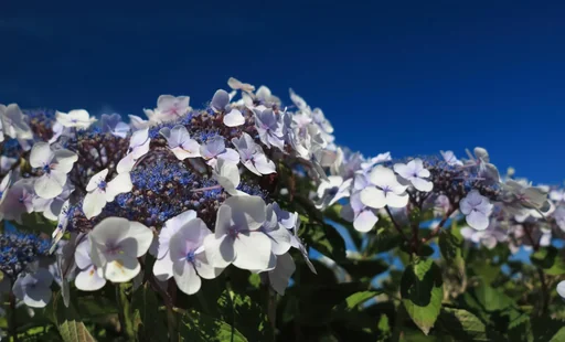 "Samthortensie Macrophylla - Hydrangea aspera Macrophylla - 12 L Topf 80-100 cm image"