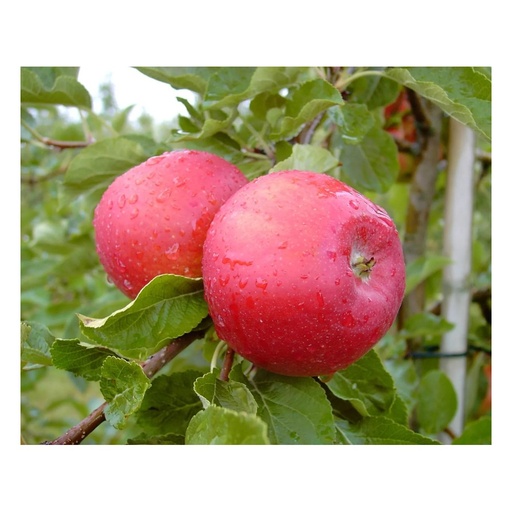 "Apfel 'Santana' (Malus domestica) – winterhartes Obstgehölz, als Busch, im 10-L-Container image"