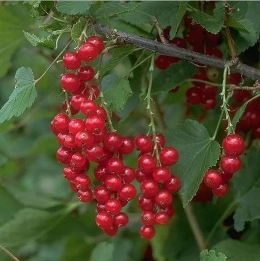 "Johannisbeere rot "Rotet" Busch, im 3,5L-Container image"