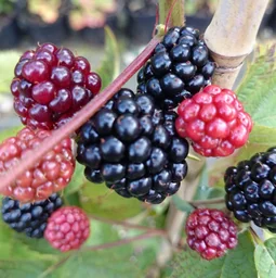 Brombeere 