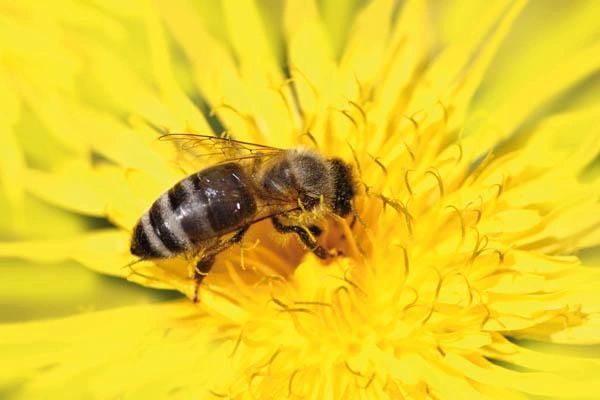 Insektenhotel