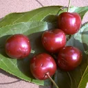 Säulenkirsche "Sylvia", 7,5L-Container, wohlschmeckend, süß und aromatisch