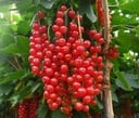 Johannisbeere rot "Rovada" Busch, im 5L-Container