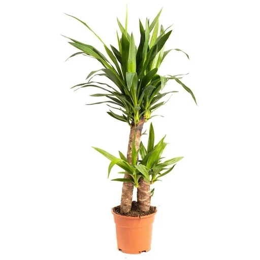 "Aufblühende Palmlilie - Yucca - Groß - 80-85Cm - 1 Stück image"