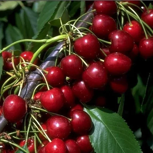 "Säulenkirsche "Stella Compact", 7,5L-Container, saftig, sehr süß image"