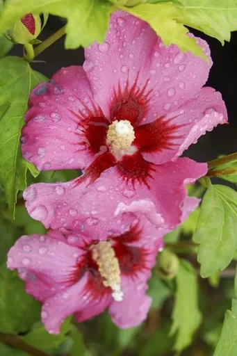 "Garteneibisch Woodbridge - Hibiscus syriacus - 12 L Topf 80-100 cm image"
