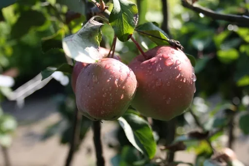 Apfel Gloster Halbstamm im 10L-Container
