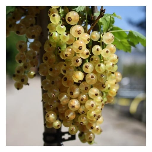 "Johannisbeere weiß 'Weiße Versailler' (Ribes rubrum) – winterharte Beerenobst-Pflanze, als Busch, im 3,5-L-Container image"
