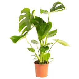 Aufblühende Veredelungspflanze - Monstera Deliciosa - Groß - 65-75Cm - 1 Stück