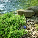 Druck-Teichfilter Komplett-Set 6.000L/h