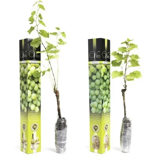 "Flower-up Grapevines - 2 Stück - Weißes Weinreben-Set (1x Weiß 'Aurore', 1x Weiß 'Sauvignon') image"