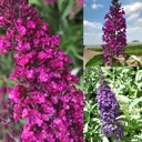 Zwerg-Sommerflieder, 4,6 Liter Topf, 3 Stück im Set, 1 x "BUZZ Midnight", 1 x "BUZZ Pink Purple", 1 x "BUZZ Wine"