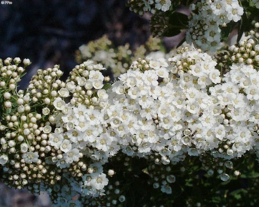 "Strauchspiere Snowmound - Spiraea nipponica - 7.5 L Topf 80-100 cm image"