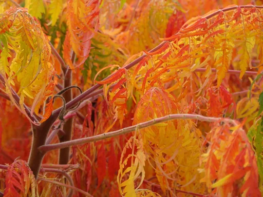 "Farnwedel-Essigbaum Rhus typhina Dissecta - 7.5 L Topf 80-100 cm image"