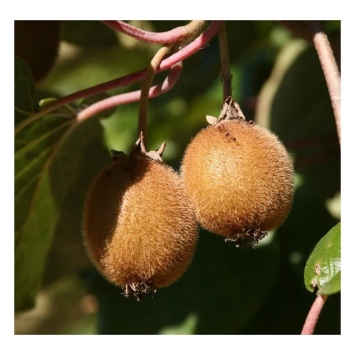 "Kiwi "Tomuri", 3,5L-Container, männliche Befruchtersorte für Hayward image"