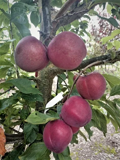 "Jap. Pflaume "Santa Rosa" Busch, im 7,5L-Container, sehr frosthart, süß und saftig image"