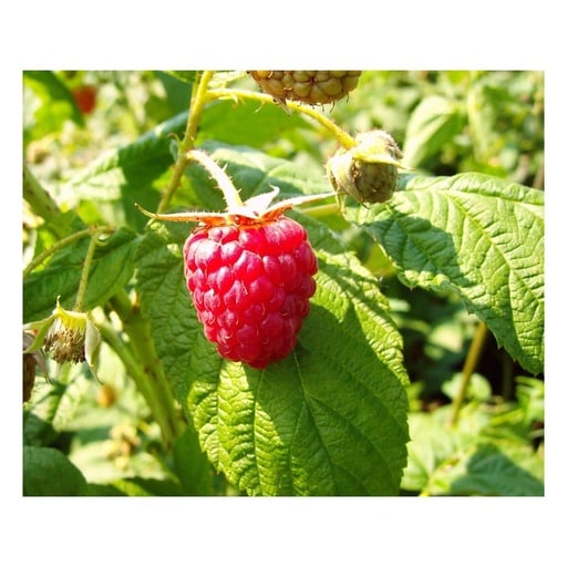 "Himbeere "Himbo-Top", 5L-Container image"
