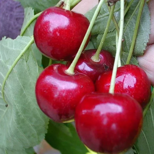 "Süßkirsche "Burlat" Busch, im 10L-Conatiener, saftig, süß mit gutem Aroma, gut pflückbar image"