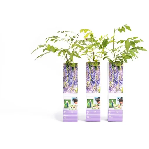 "Flower-up Wisteria Pflanzen - 3 Stück - 30-38Cm image"