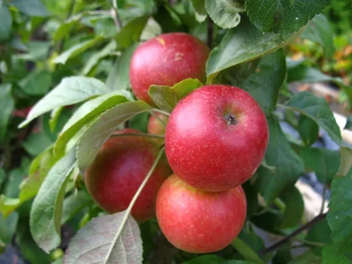 "Säulenapfel "1a-plant Jarle", 7,5L-Container, Knackig, saftig und aromatisch image"
