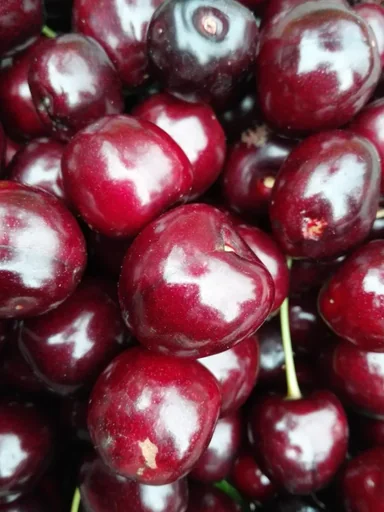 "Säulenkirsche "Victoria", 7,5L-Container, dunkle, große, schmackhafte Früchte image"
